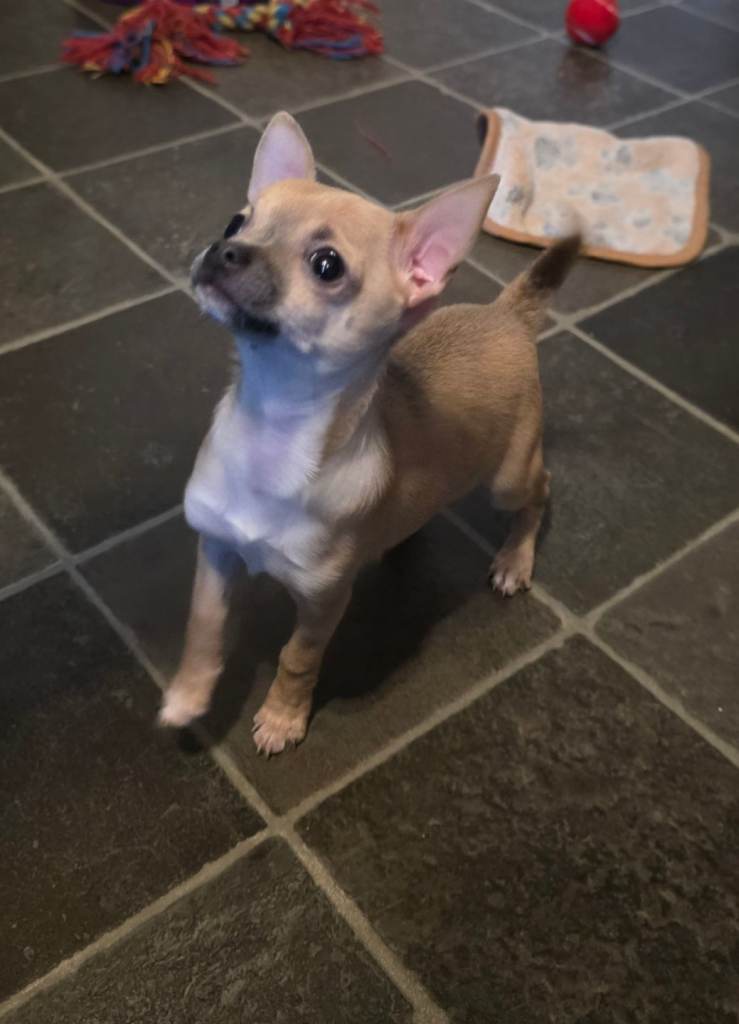 Toy Chihauhaus,1 girl left,ready now