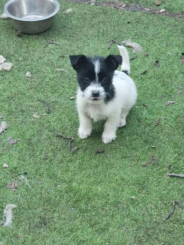 Jackrussell/shih tzu pups