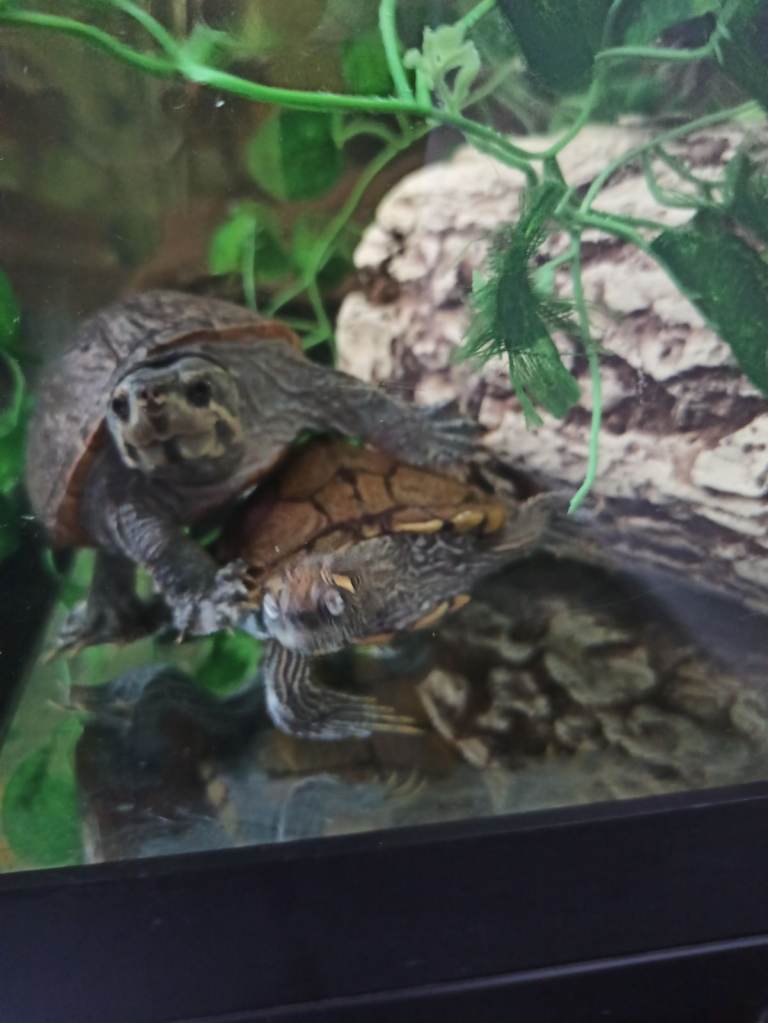 Tropical fishes cichlids
