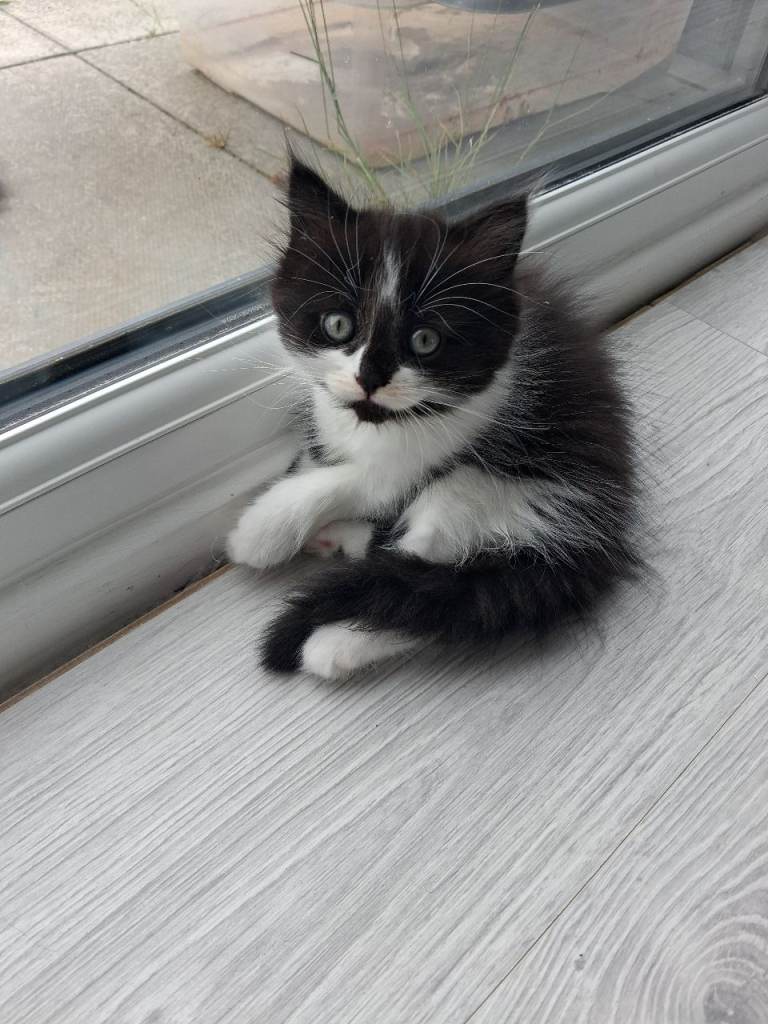 Kitten for sale