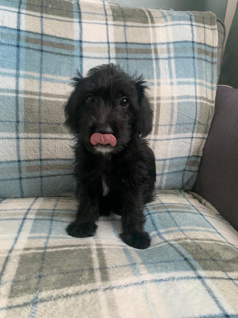 Whipoodle 