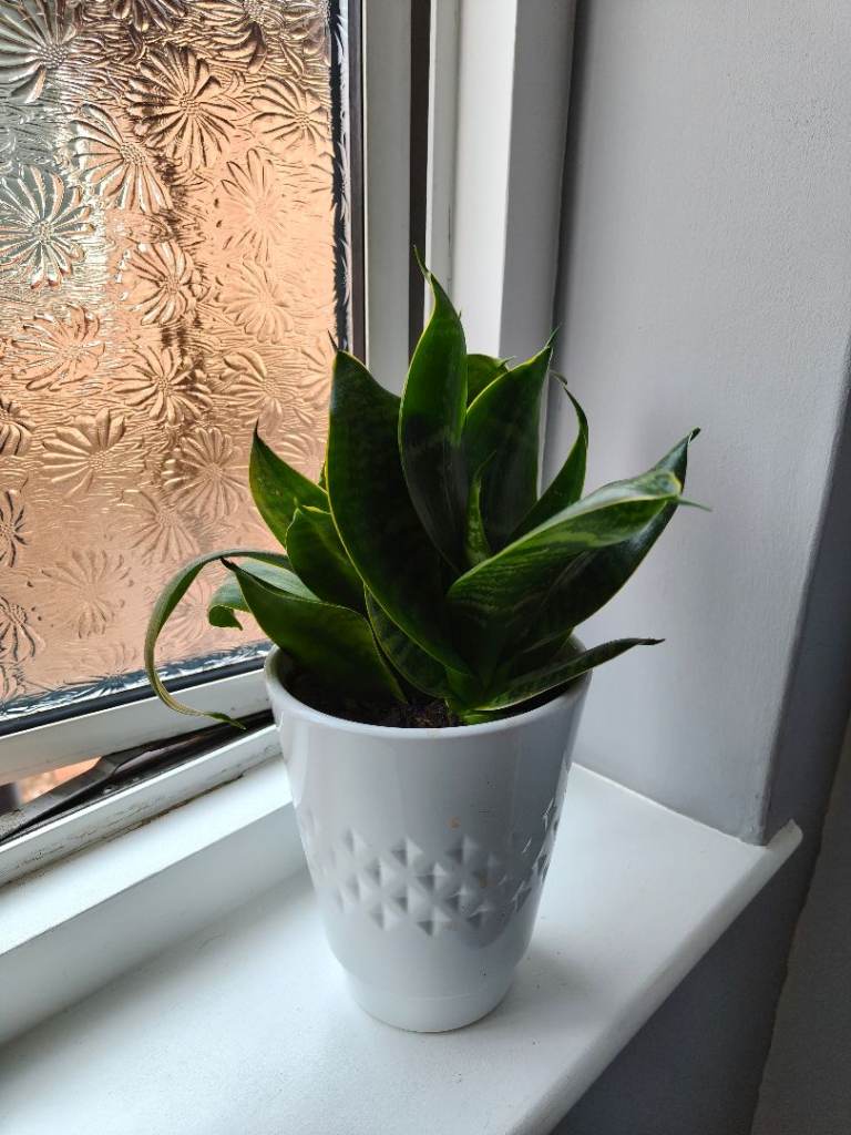 Sansevieria plant snake plant