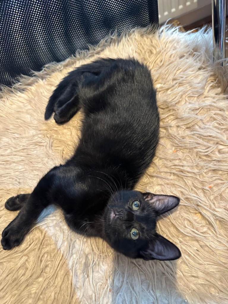 Kitten