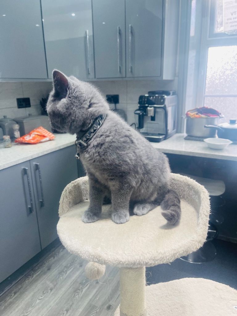Stunning 18 Week Old Pedigree Blue British Shorthair Girl
