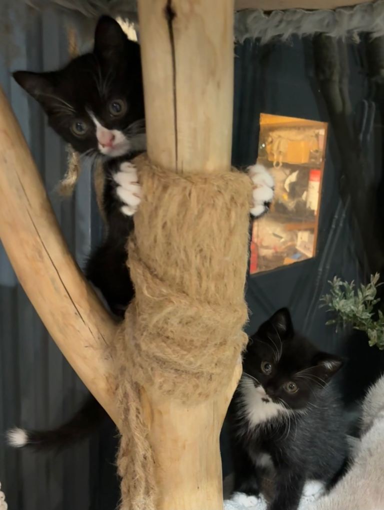 Two British Shorthair Cross Kittens