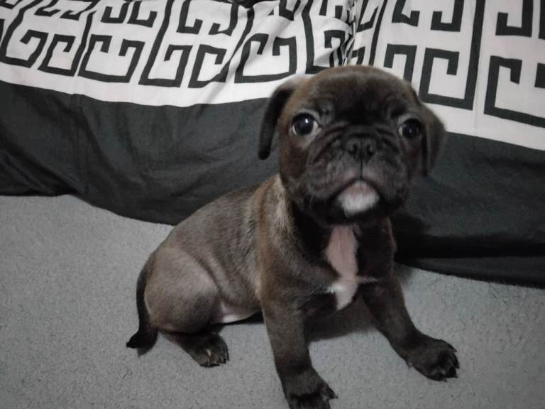 Last female frug puupy
