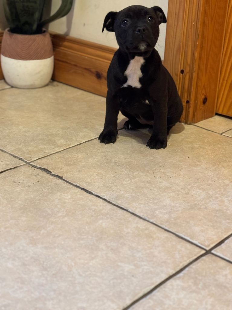 Staffordshire Bull Terrier Pups