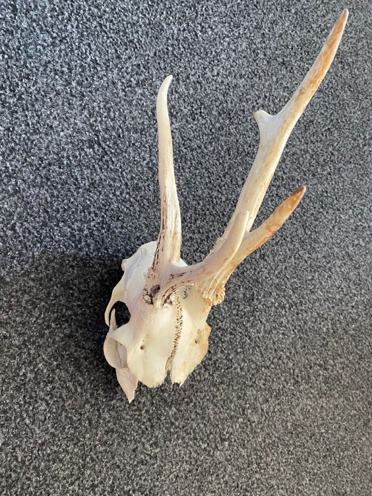 Roe deer skull 