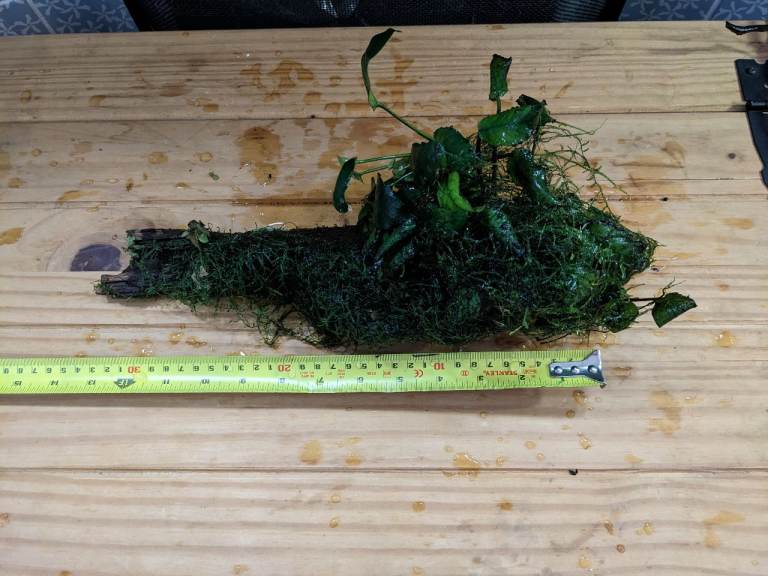Large driftwood with Anubias
