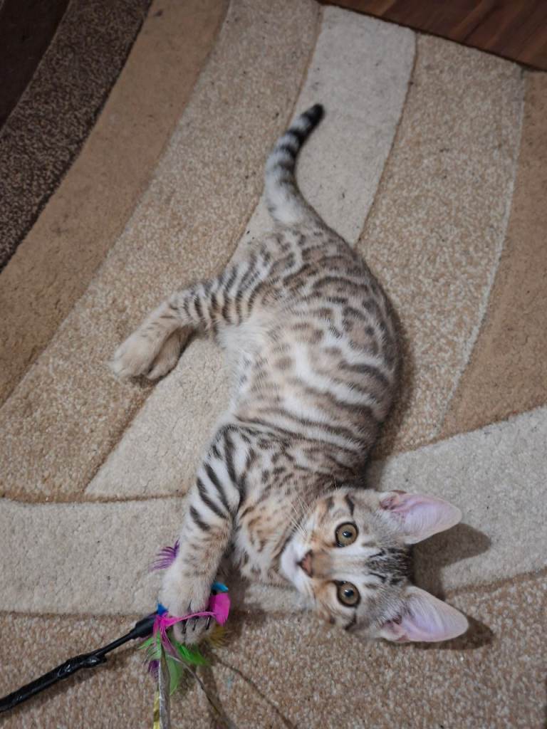 Just one bengal left - silver boy