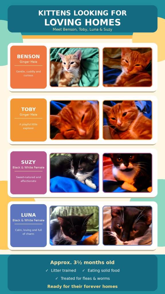 Four affectionate kittens ready to join their new families 