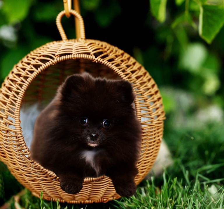 TINY BLACK POMERANIAN 1.2kg FULLY VACCINED