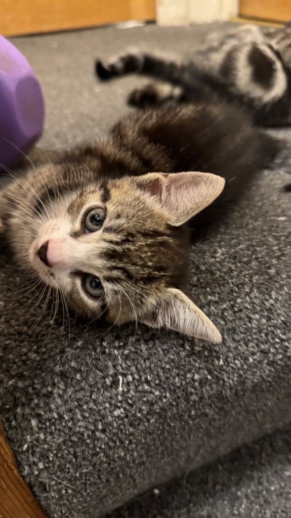 Beautiful friendly kittens  