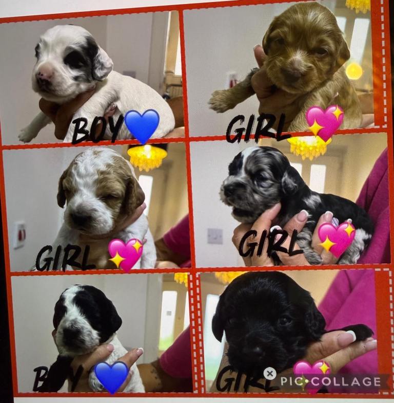 Cockapoo puppies