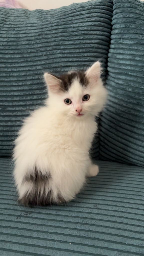 Fluffy long haired kittens 