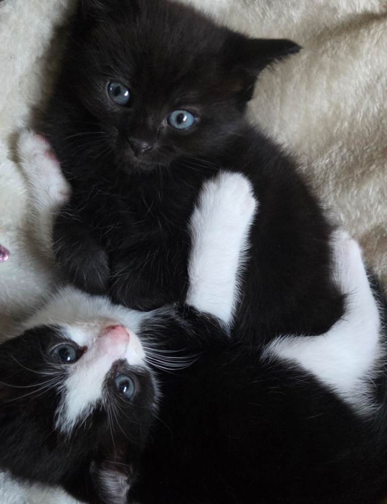 Kittens 