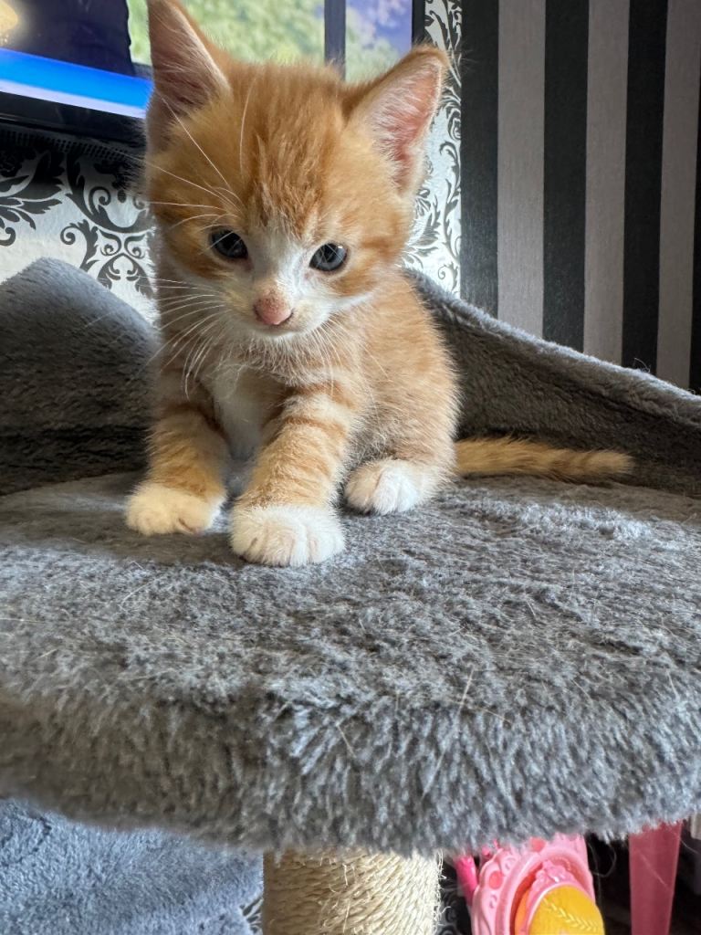 5 boy kittens 