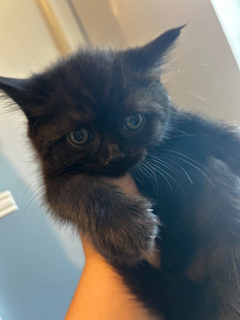British Shorthair X - Loving homes needed! Kittens for sale, ready this week!