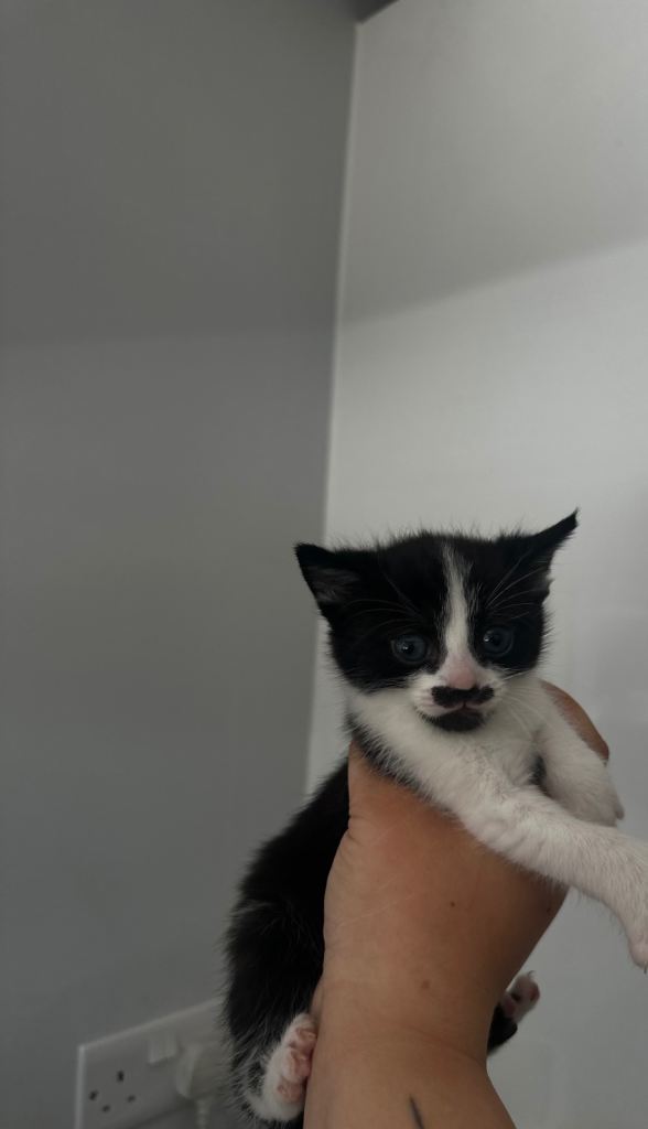 3 gorgeous male kittens 
