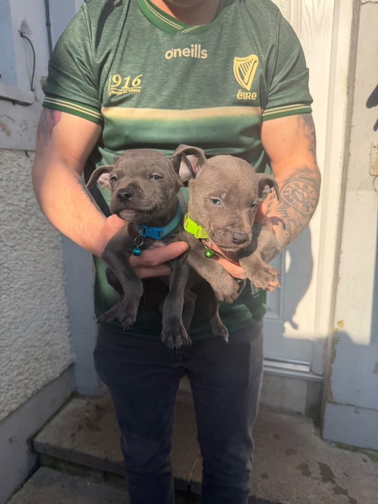 Staffordshire bull terrier 