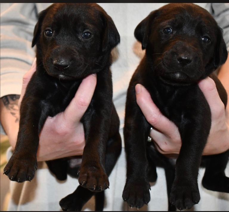 Labrador  x lurcher 
