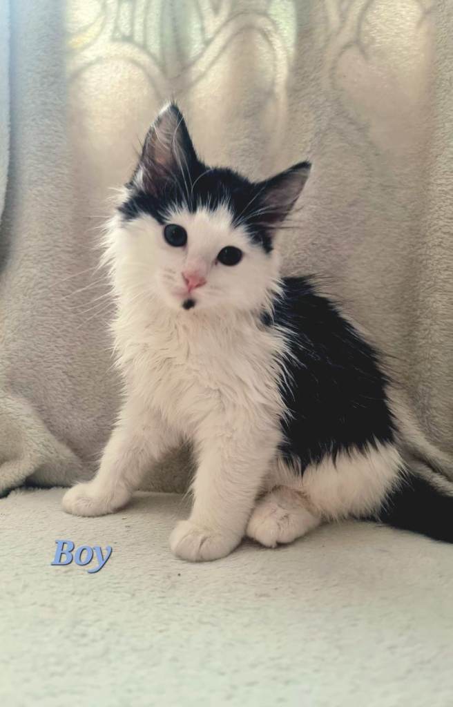 Ragdoll kittens for sale