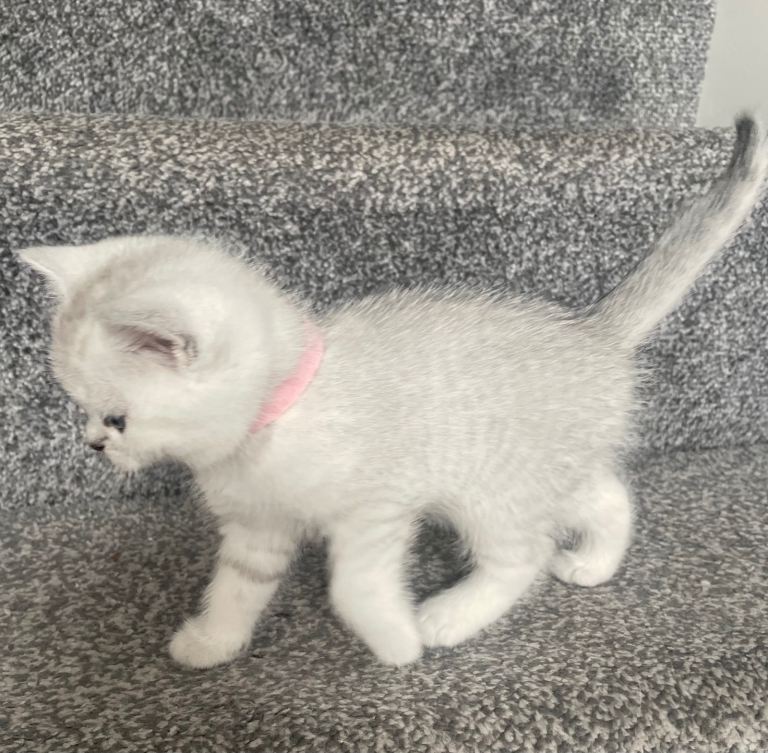 Pedigree British Short Hair Kittens