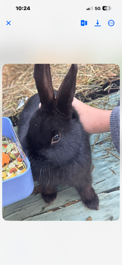 Rabits for sale 