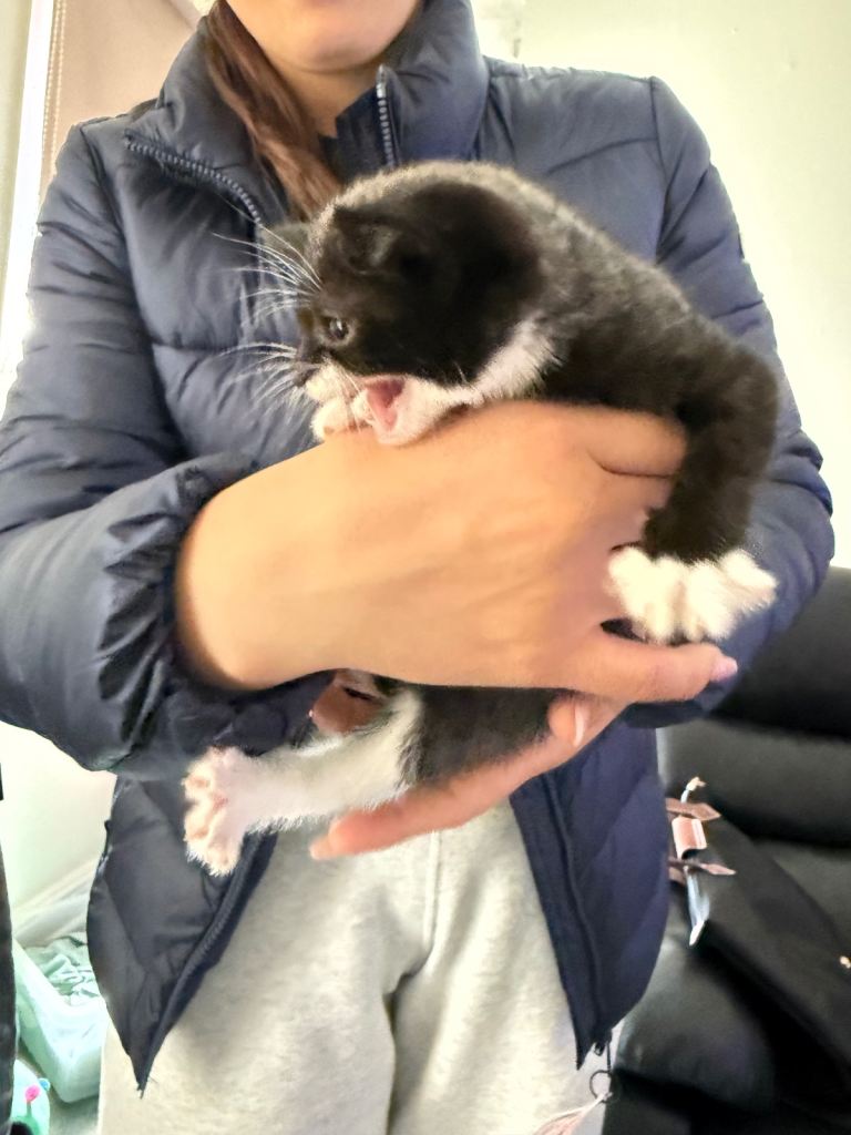 Kittens