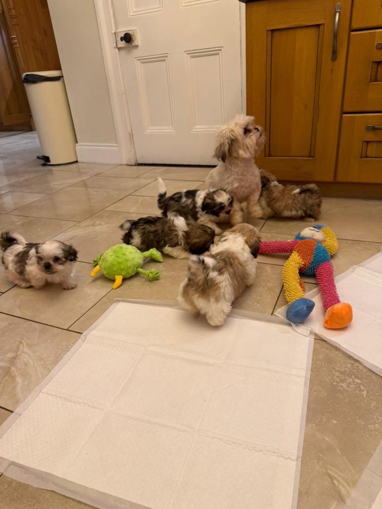 Shih Tzu puppies 