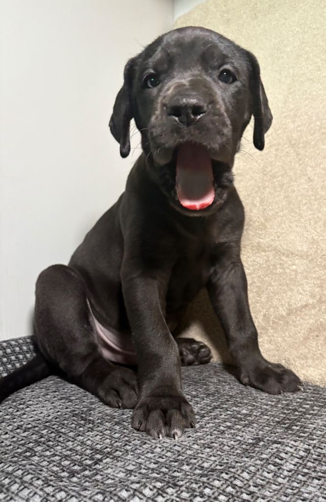 ***ONLY 3 LEFT*** Great Dane pups 