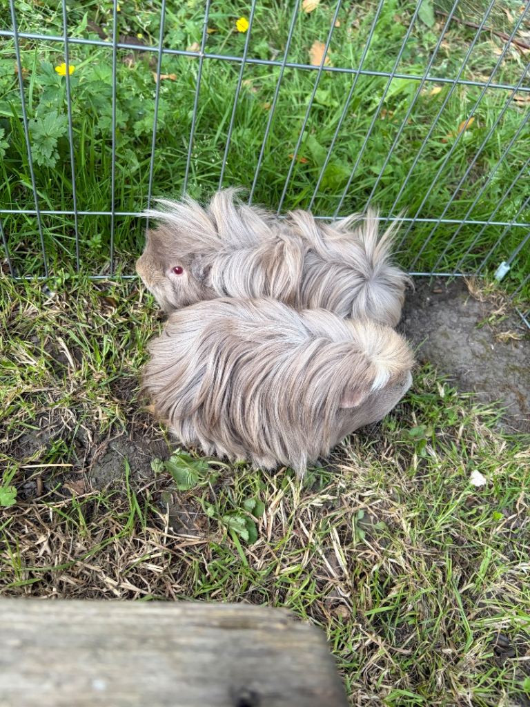 Two beautiful long haired great boars with set up 