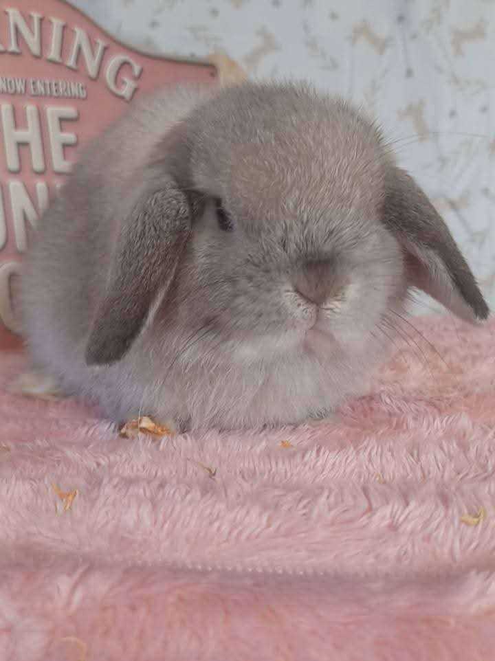 Mini Lops Ready Now 