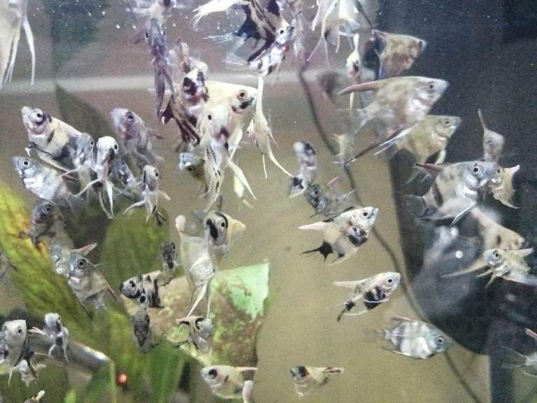 Angel Fish juveniles for sale. 