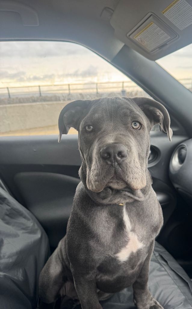 Cane Corso x pocket bully