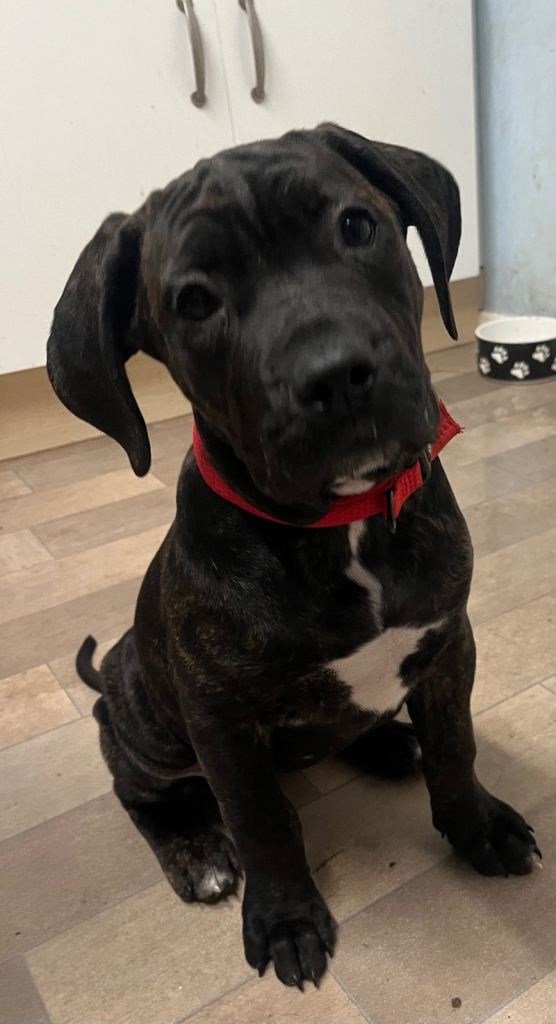 13 Week Brindle Cane Corso Female pup