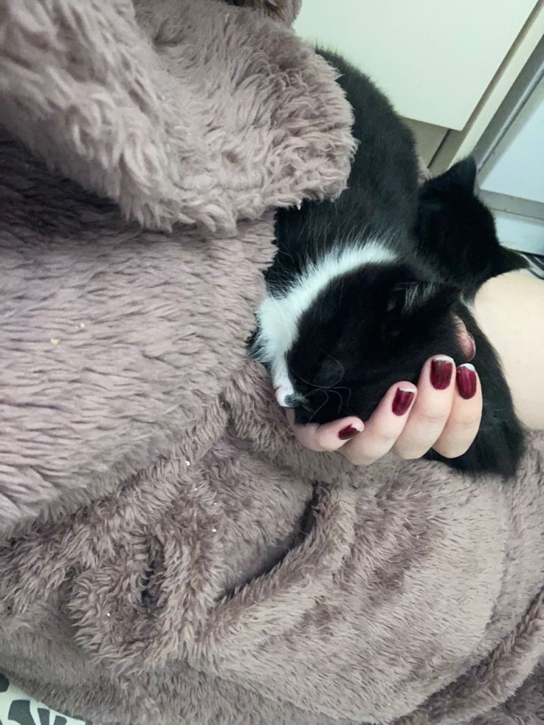 Kitten
