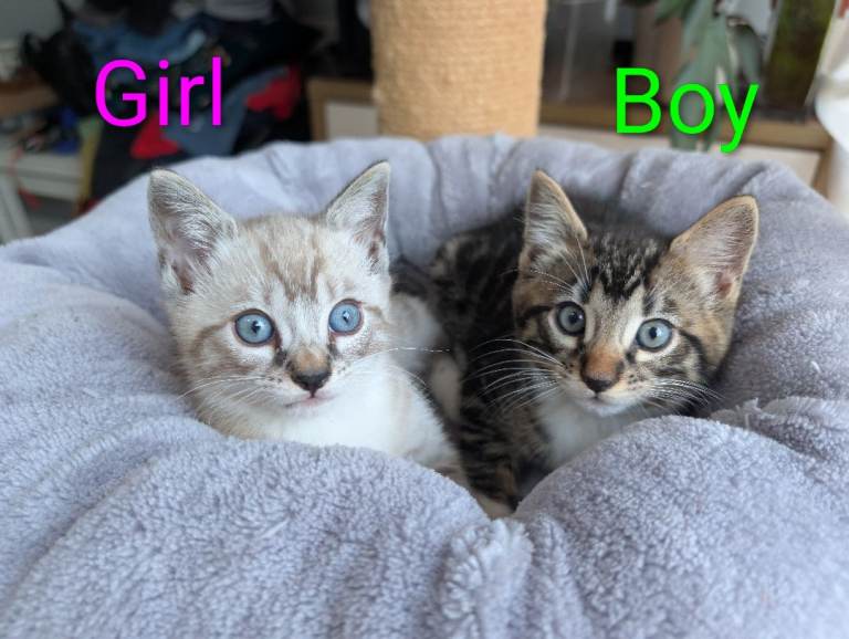 Bengal mix kittens. Boy, girl