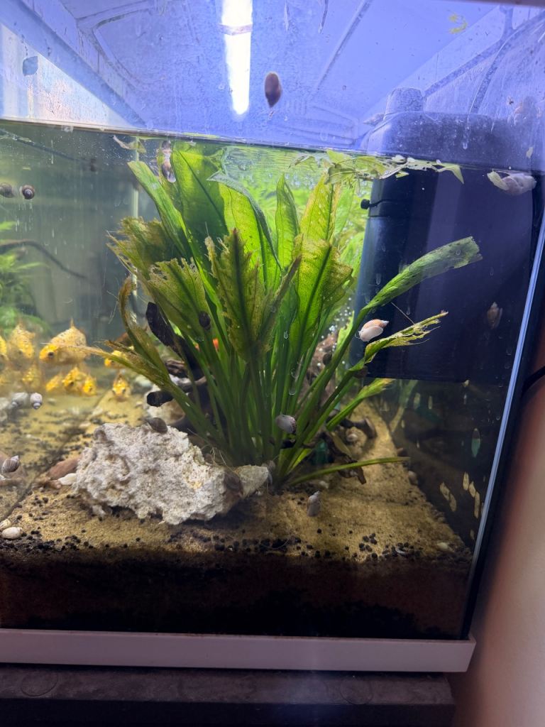 🐠💦 COMPLETE 100L FISH TANK SET-UP + AROUND 20 FISH – £100 TAKES EVERYTHING! 💦🐠