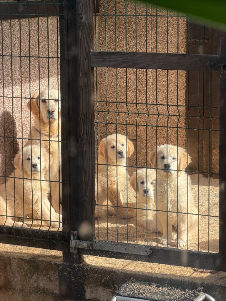 Golden Retriever Puppies (Ready to go)