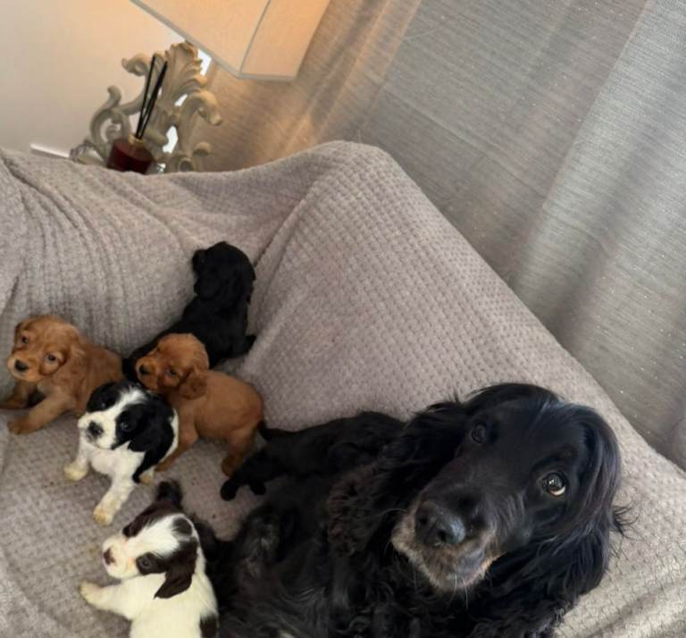 Beautiful cocker spaniel puppies 