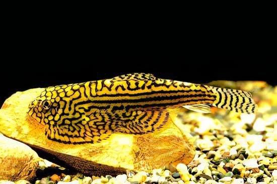 Tropical & Coldwater fish shop. Live fish shrimp crabs snails