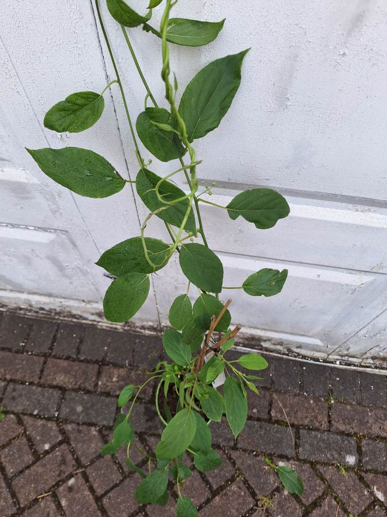 Kiwi Vine. Fruiting Large mature Specimen Plant, Rare Super Jumbo 