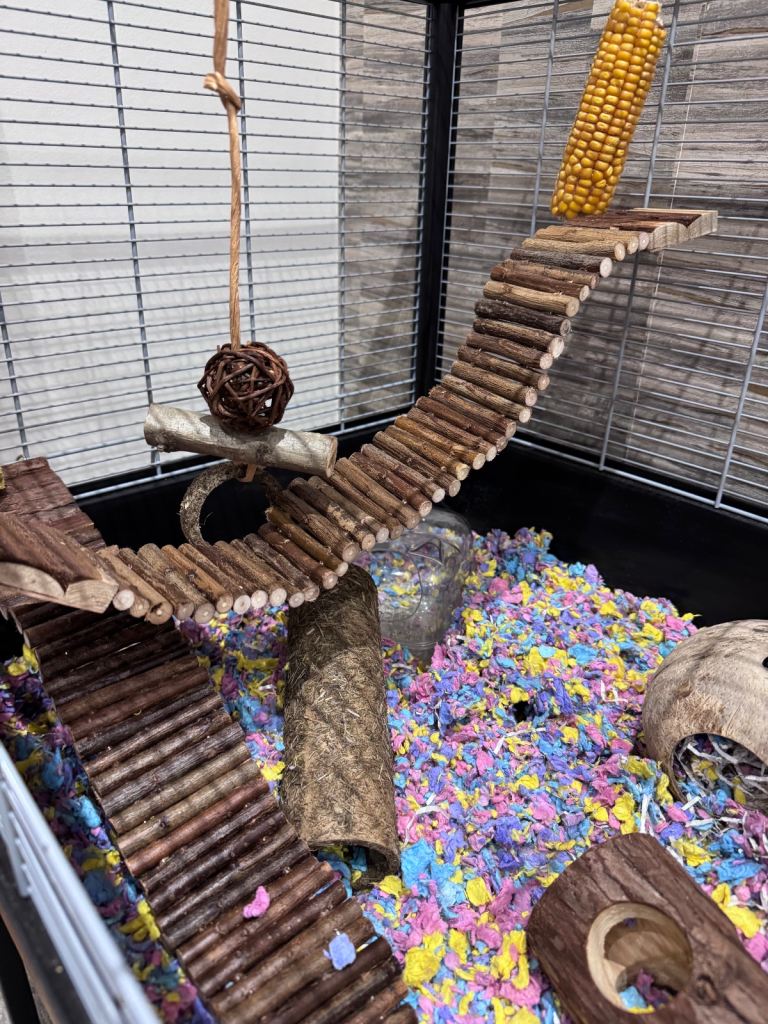 Hamster with full set up and 1 year supply  