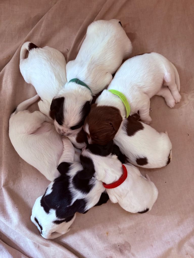 Sprocker Puppys 