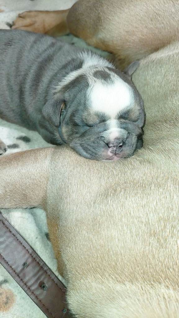 Beautiful British bulldog pup
