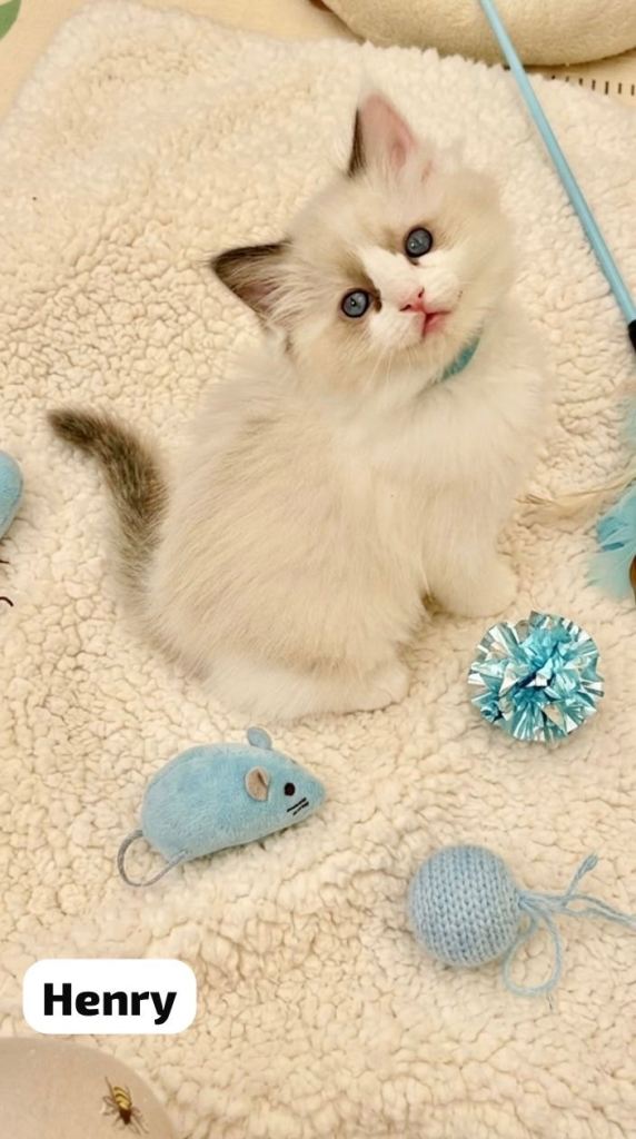 Gorgeous Ragdoll Kittens for sale 