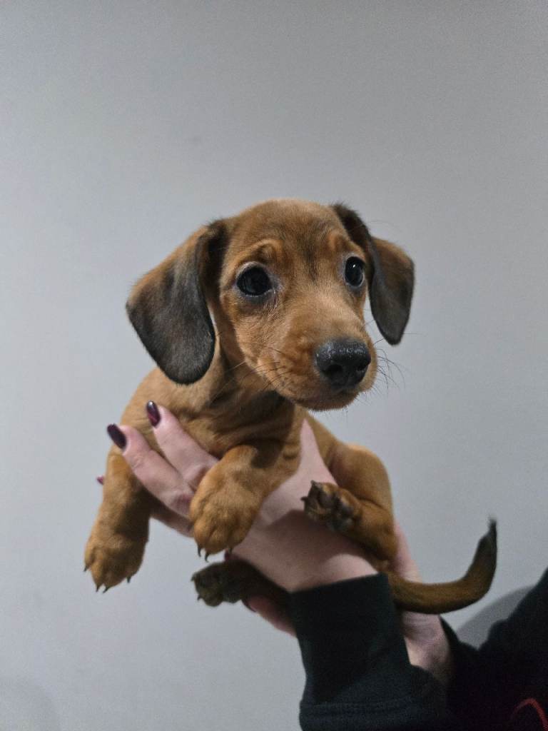 Dachshund puppies