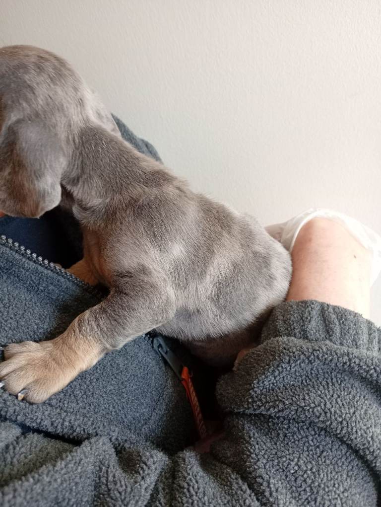 Two stunning male miniature dachshund puppies.