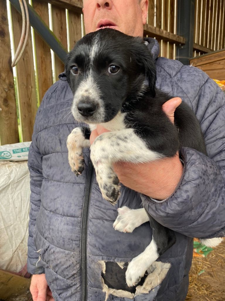 Springer x collie puppies - Sprollies
